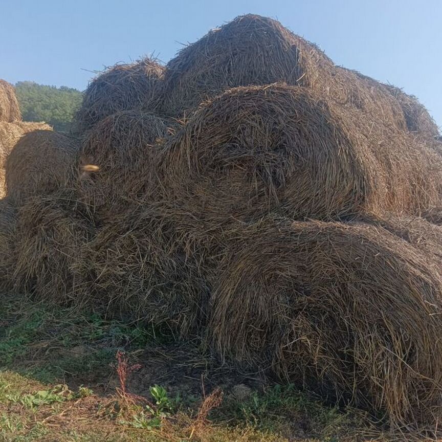 Сено суданка в тюках