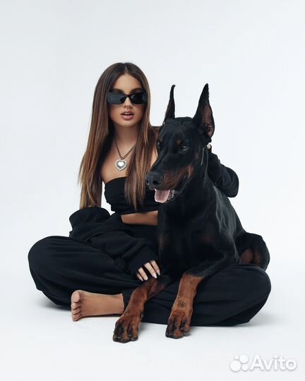 Доберман для фотосессии