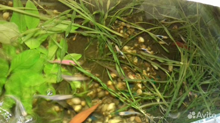 Аквариумные рыбки