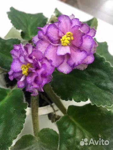 Фиалки цветущие