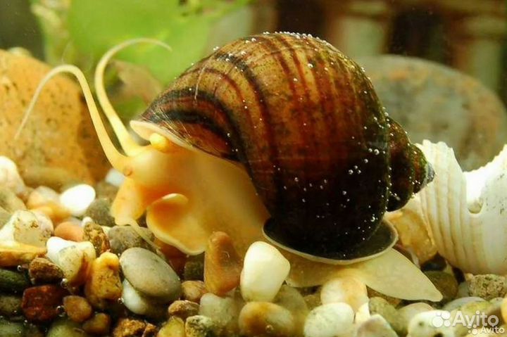 Улитки ампулярии