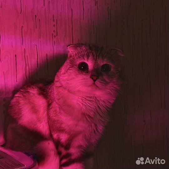 Шотландский кот вязка