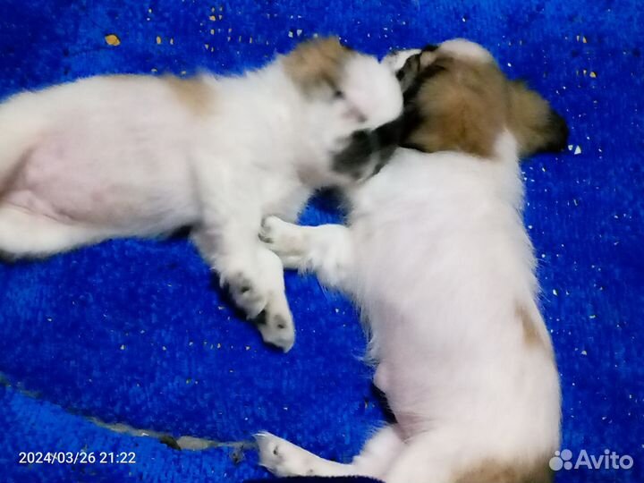 Щенки японский хин