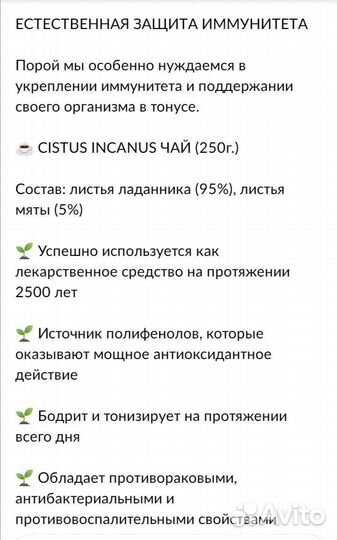 Ладанник Чай cistus incanus