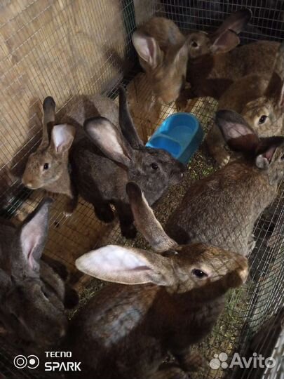 Кролики великаны