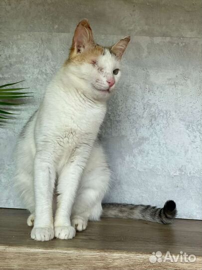 Кошка 7 мес в добрые руки