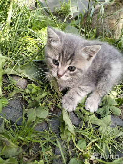 Отдам котят