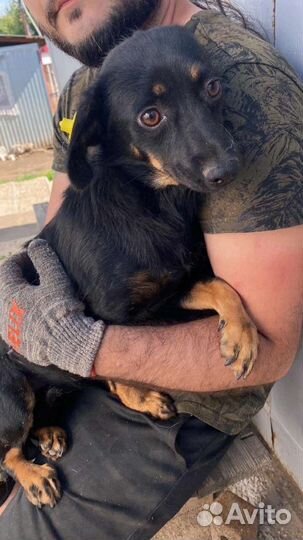 Маленькая собака в добрые руки