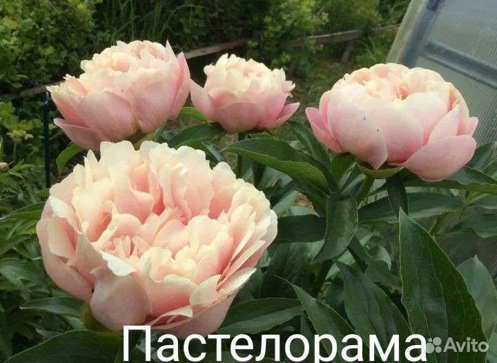 Пионы саженцы