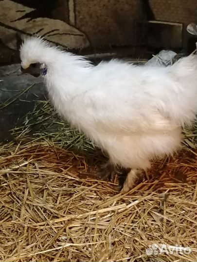 Петушки Брама, кш и