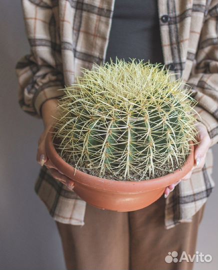 Эхинокактус Грузона (кактус) 25/25