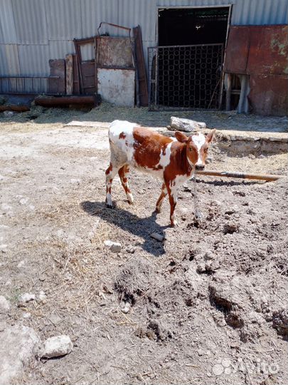 Корова телка