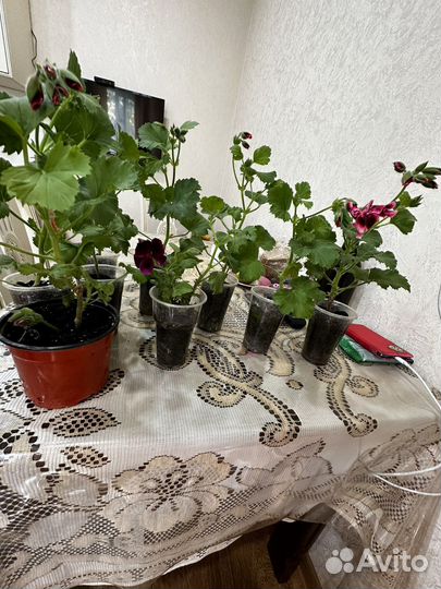 Герань королевская