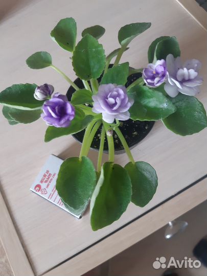 Фиалки полумини