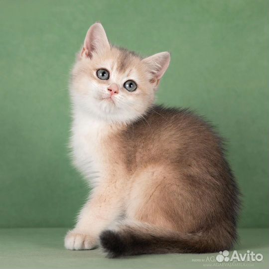 Девочка голубое золото