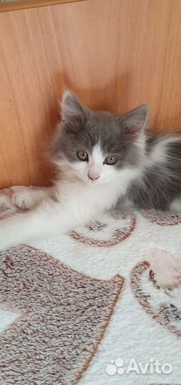 Красивый котенок