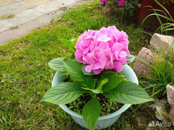 Гортензия розовая крупнолистная