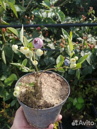 Саженцы голубики