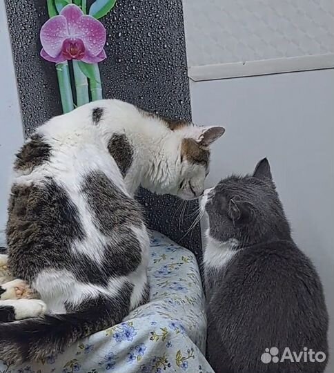 Котята в добрые руки бесплатно