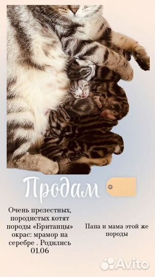 Британские котята