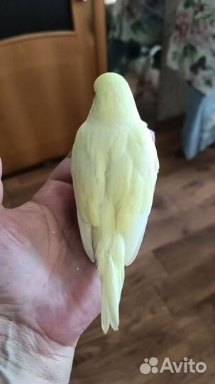 Выставочный волнистый попугай Чех