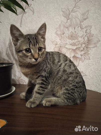 Кошка в дар