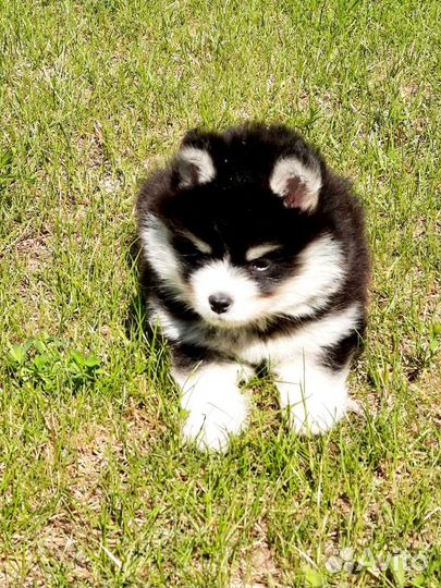 Щенок помски ищет ручки