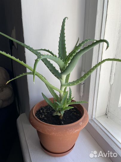 Алоэ столетник