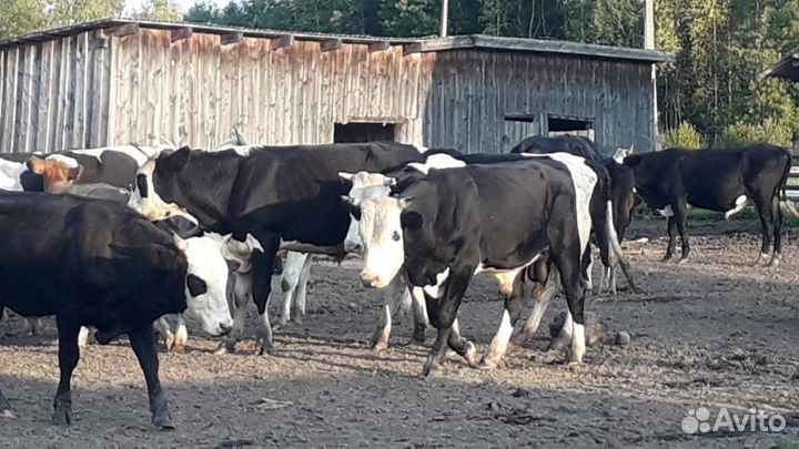 Быки и телки на мясо