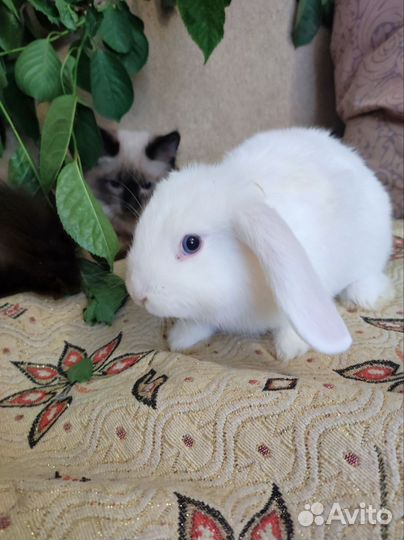 Декоративные кролики вислоухие