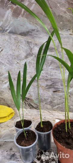 Пальма арека/дипсис