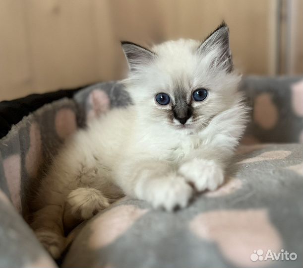 Котята священная бирма