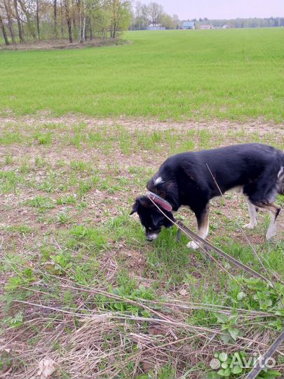 Кобель 5 лет с паспортом и прививками