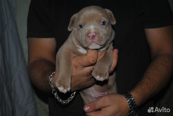 Американский булли покет щенки