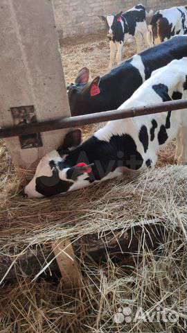 Телята бычки с доставкой