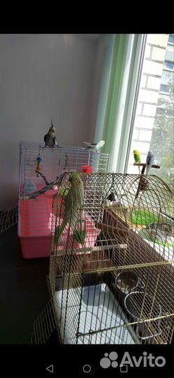 Кореллы и волнистый попугай