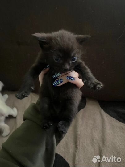 Котята в добрые руки две девочки(черную отдали)
