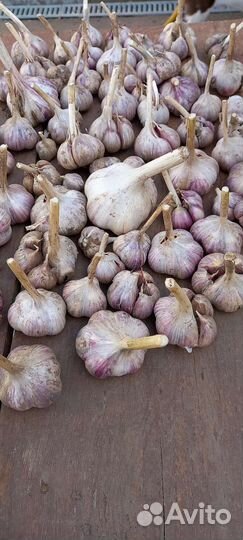 Чеснок