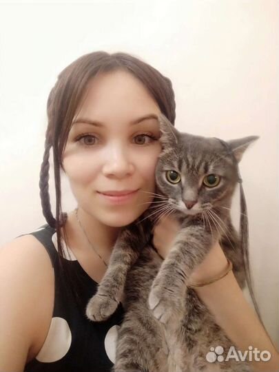 Передержка для кошек (зооняня)