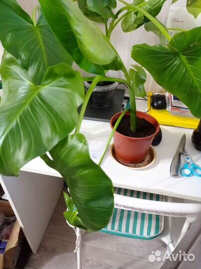 Комнатные цветы калла белая