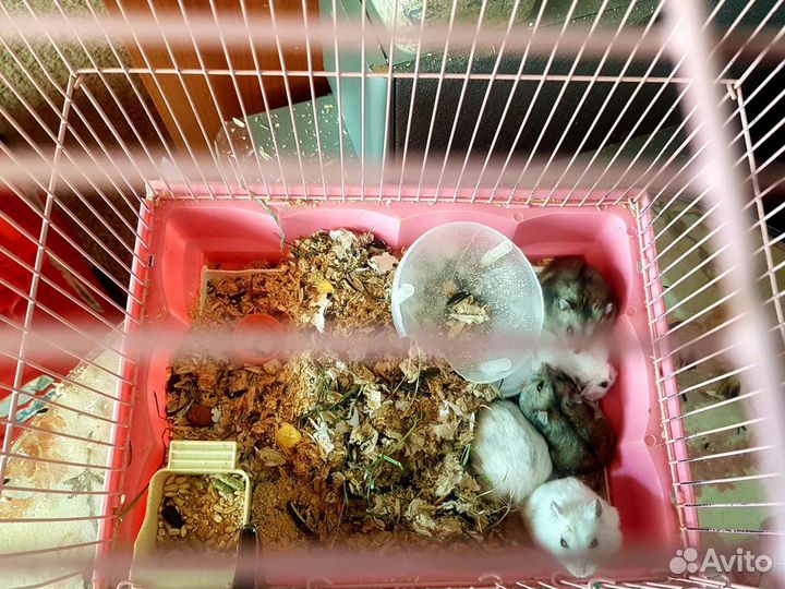 Отдам хомячка