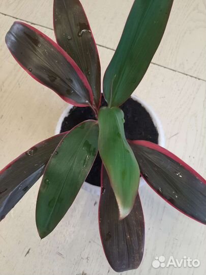 Кордилина краснолистная