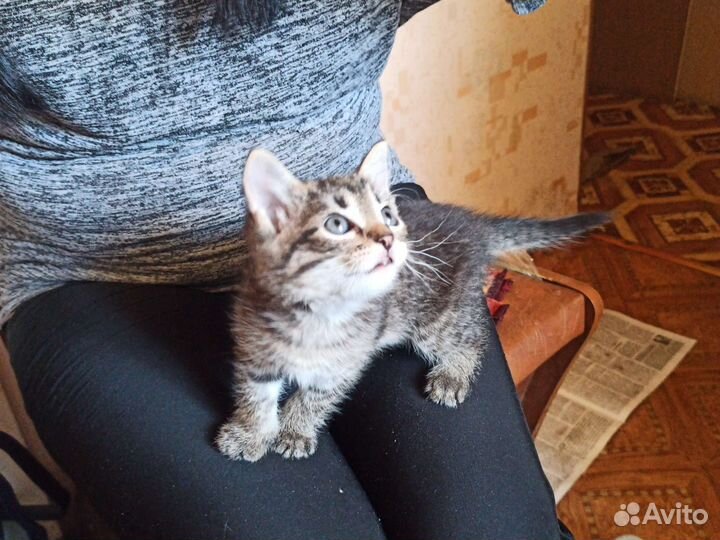 Отдам в дар кошка