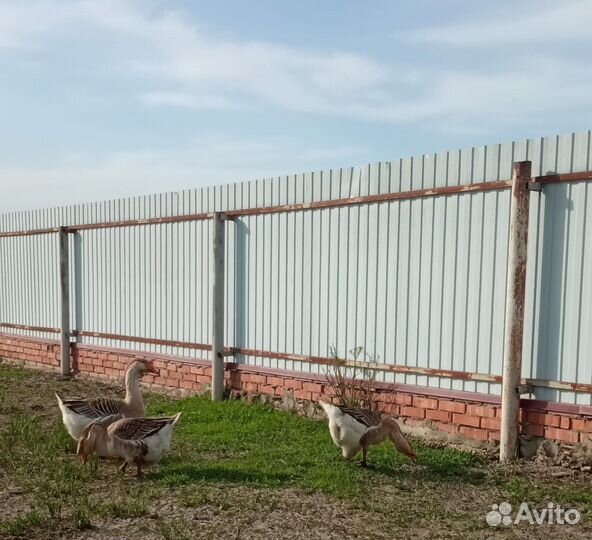 Инкубационное яйцо гусей линда, и помесь холмогор