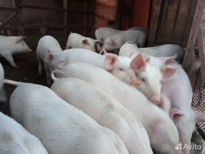 Поросенок ландрас крупная белая