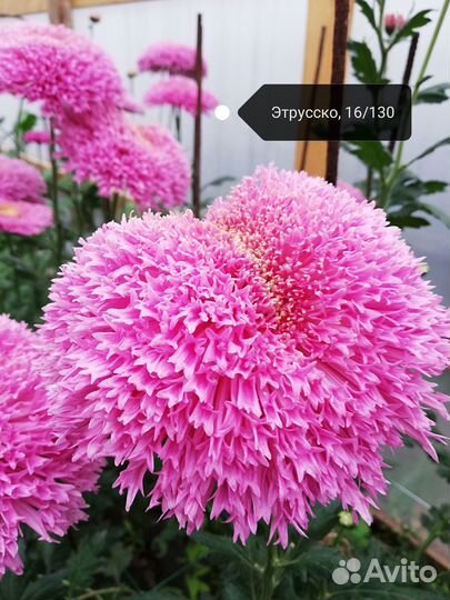 Хризантемы эксклюзив