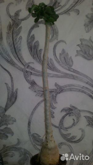 Адениум прививка Mini Red