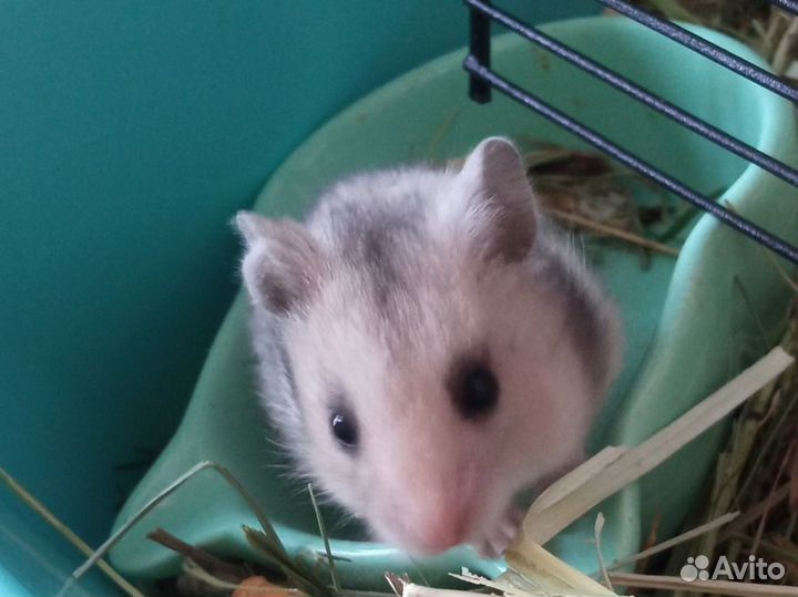 Сирийские хомячки