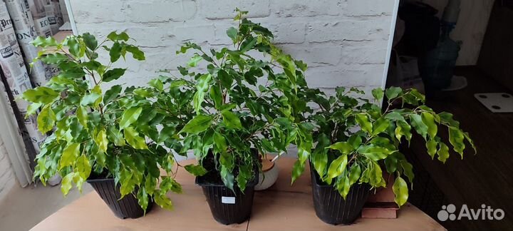 Фикус бенджамина пестролистный