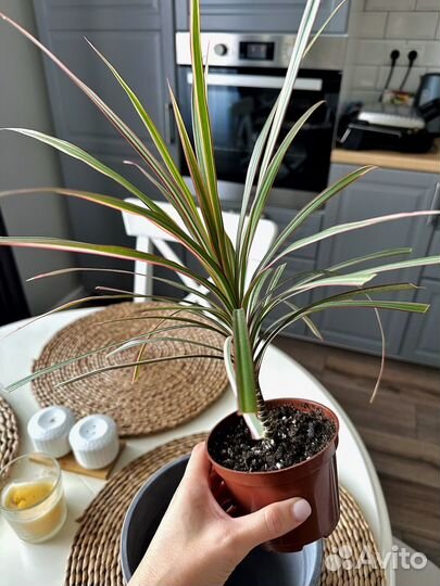 Драцена маргината